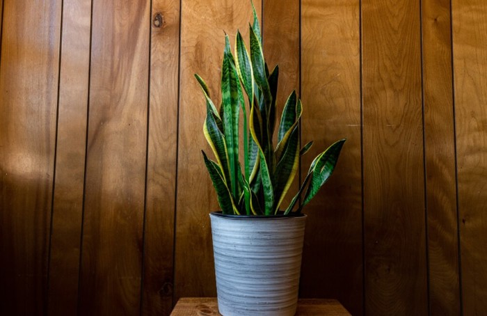 Ilustrasi/Foto: freepik.com/wirestock