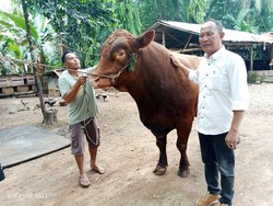 Presiden Prabowo Berkurban Sapi Limosin di Seluma, Bengkulu
