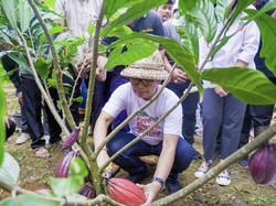Pemkab Badung Ingin Kembalikan Kejayaan Budidaya Kakao di Petang