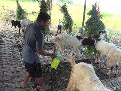 Begini Cara Pedagang Kurban di Lamongan Ini Manjakan Pembeli