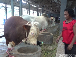 Jelang Idul Adha, Peternak Sapi di Lumajang Raup Cuan Ratusan Juta