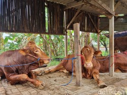 Peternak Sapi di Surabaya Makin Rutin Berikan Jamu-Kontrol ke Dokter