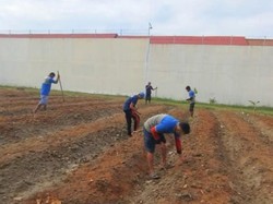 Warga Binaan Lapas Palu Sulap Branggang Jadi Kebun Jagung Produktif