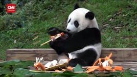 VIDEO: Gemasnya Panda Nikmati Makanan Spesial Festival Perahu Naga