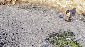 FOTO: 'Kiamat' Ribuan Ikan di Rawa-rawa Irak