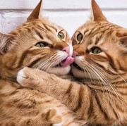 Kenapa Kucing Suka Menjilati Kucing Lain? Ini 4 Alasannya