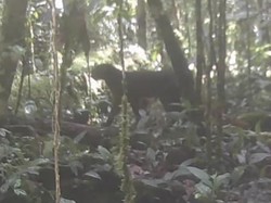 Kucing Merah Kalimantan Terekam di TNKM Setelah 20 Tahun Tak Terlihat