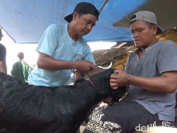 Warga Lumajang Cuan Rp 1,5 Juta Per Hari dari Bisnis Salon Hewan Kurban