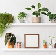 5 Tanaman Hias Indoor yang Tahan di Ruangan Ber-AC