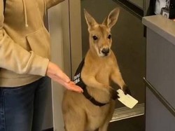Viral Kanguru Bingung Nunggu Boarding Pesawat, Real atau AI?