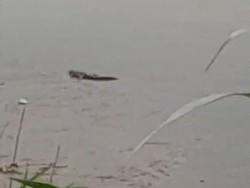 Kala Penanganan Buaya di Sungai Progo Bantul Tunggu Komando KKP