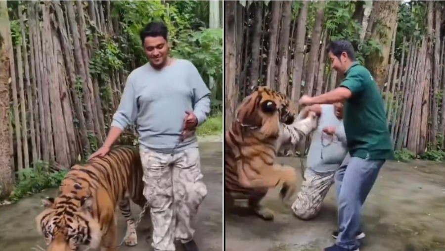 Turis diterkam Harimau saat selfie