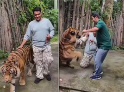 Ajak Harimau Selfie, Turis Cedera, eh Dirujak Netizen Pula