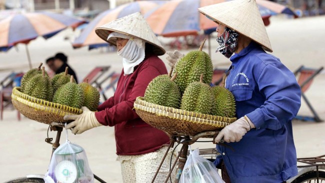 Thailand-RI Lewat! Durian dari Negara Ini Semakin Populer di China Durian hasil perkebunan dari Thailand, Malaysia, hingga Indonesia kalah pamor dari negara ini khusus di China.