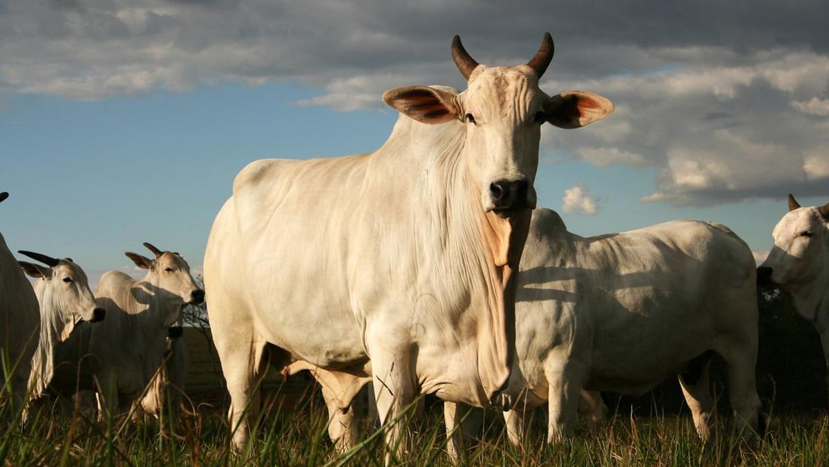 Sapi Termahal di Dunia Punya Pengawal Pribadi, Berapa Harganya?