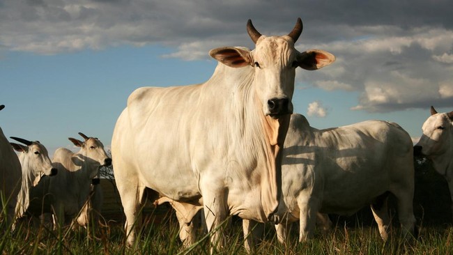 Sapi Termahal di Dunia Punya Pengawal Pribadi, Berapa Harganya? Seekor sapi dari Brasil dinobatkan sebagai sapi termahal di dunia, bahkan tercatat dalam Guinness World Records. Apa yang bikin spesial?
