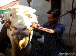 RI Gandeng Swiss Genjot Akses Keuangan buat Peternak Sapi