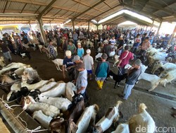 Hewan Kurban Stoknya Banyak, Tembus 3,2 Juta Ekor