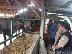 Jelang Iduladha,12.214 Hewan Kurban di Cirebon Jalani Pemeriksaan