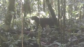 Apa Itu Kucing Merah Kalimantan yang Muncul Lagi Usai 20 Tahun Hilang?