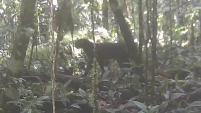 Kucing merah Kalimantan kembali ditemukan setelah 20 tahun menghilang. Apa sebenarnya kucing merah Kalimantan?