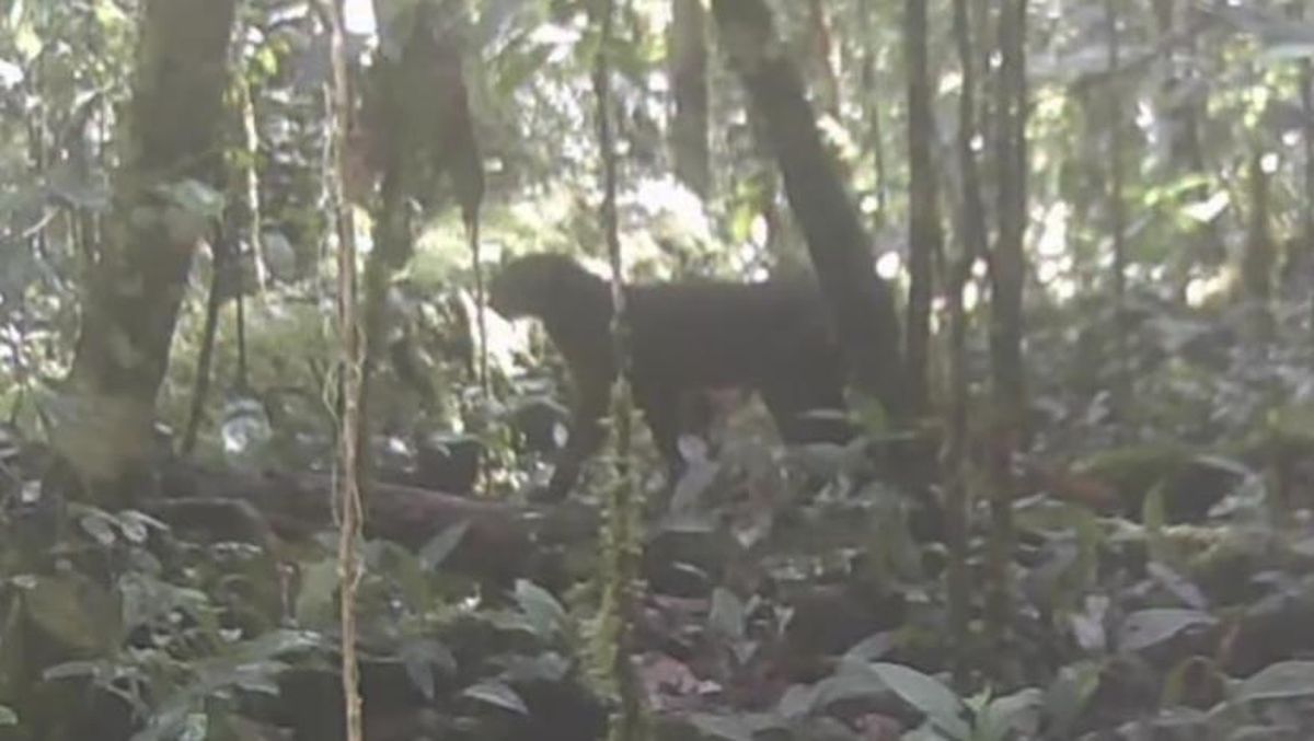 Apa Itu Kucing Merah Kalimantan yang Muncul Lagi Usai 20 Tahun Hilang?