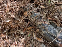 Heboh Kucing Hutan Cabut Kepala Ular Piton Raksasa