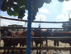 Sidak Pasar Hewan Blitar Temukan Sapi LSD hingga Kambing Cacingan