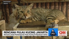 VIDEO: Rencana Pulau Kucing Jakarta