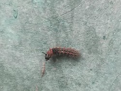 Ada Ulat Bulu di Rumah Nggak Perlu Panik, Begini Cara Basminya