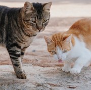 Sebelum Kepulauan Seribu, Ini 2 Pulau Kucing yang Ada di Indonesia