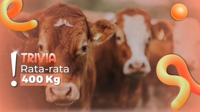 Jenis-jenis Sapi Kurban, Pak Prabowo Pilih Terberat Se-Jawa Tengah