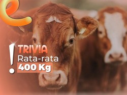 Jenis-jenis Sapi Kurban, Pak Prabowo Pilih Terberat Se-Jawa Tengah