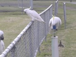Burung Kakatua di Sydney Punya Perilaku Baru: Antre Minum di Pancuran Air