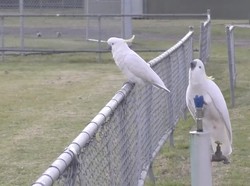 Burung Kakatua Curi Perhatian, Pandai Buka Tempat Sampah, Nyalakan Keran Air