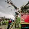 Danantara Siap Serap Gula Petani Lokal, Harga Minimal Rp14.500 per Kg