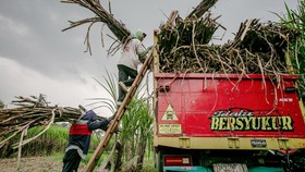 FOTO: Merawat Manisnya Gula di Sragen