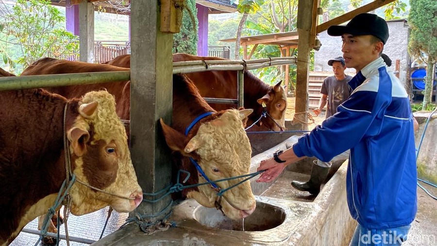 Penampakan sapi kurban 'jumbo' milik Presiden Prabowo dari Bandung