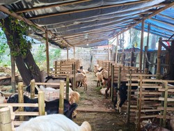 Ichsan Beber Kiat Hewan Kurban Jualannya Laris Manis Dibeli Warga, Apa Itu?