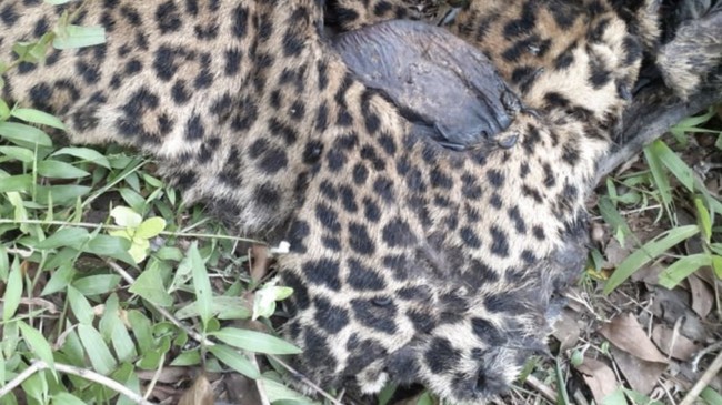 Bangkai Macan Tutul Jawa Ditemukan di Garut Dalam Kondisi Tidak Utuh Polisi kini terjun menyelidiki bangkai macan tutul jawa (Panthera pardus melas) yang ditemukan kondisi tidak utuh di kaki Gunung Lancang, Cisompet, Garut, Jabar
