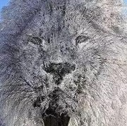 Tes Kepribadian: Pohon Tertutup Salju atau Singa yang Pertama Kamu Lihat? Ini Artinya...