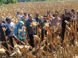 Kapolres Probolinggo Kota Bersama Forkopimda Panen Raya Jagung Kwartal II