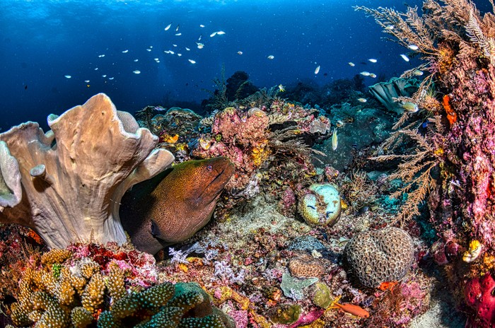 Ilustrasi biota laut
