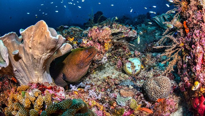 Ilustrasi biota laut