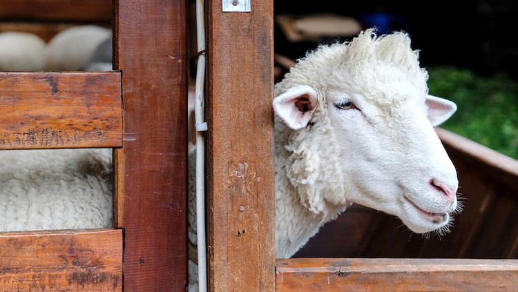 Close up shot of a lamb  for eid al adha sacrifice&comma; staying inside the farm fence