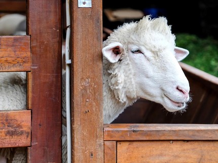 Batas Waktu Penyembelihan dan Pembagian Daging Kurban