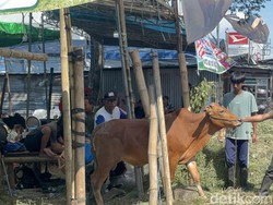 H-1 Idul Adha, Penjualan Hewan Kurban di Surabaya Lesu