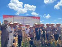 Suka Cita Panen Puluhan Ton Jagung di Lahan Rawa Banjar