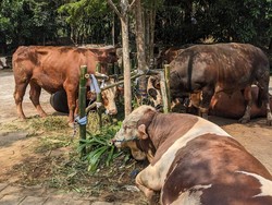 Prabowo Bagikan 58 Sapi Kurban di Babakan Madang Bogor, Setiap RW Dapat