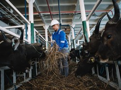 Jelang Idul Adha, Pelni Pastikan Angkutan Sapi dari NTT ke Jakarta Lancar